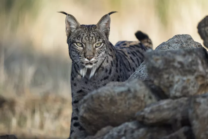 Curto, Jose: The watchcat