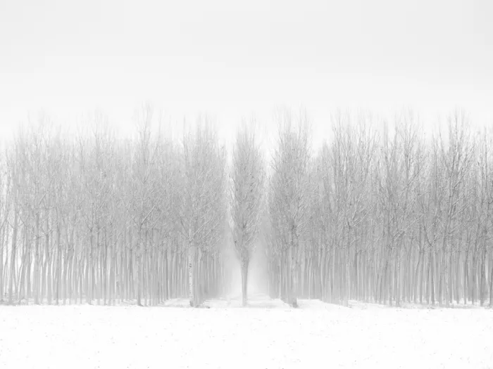 Galli, Giuseppe: Álamos nevados