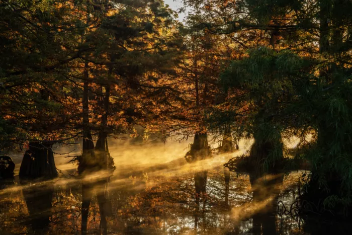 Qiu, Jenny: An Autumn Morning on the Cypress Pond