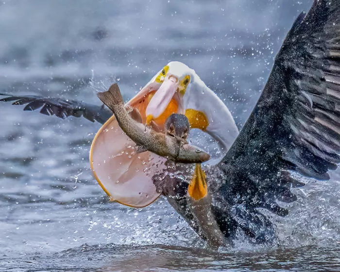 Lipinghu: A three-way battle for fish