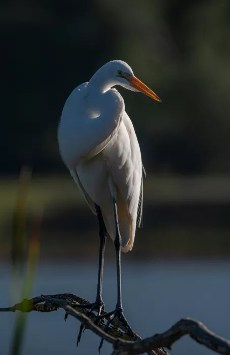Huang, Johnson: Snow egret