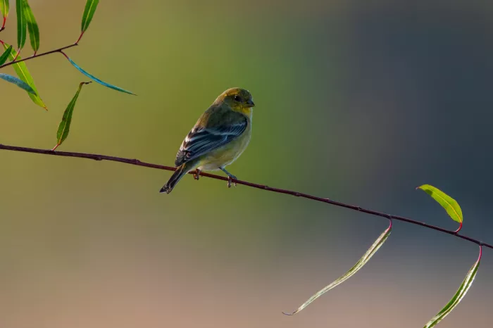 Huang, Johnson: Bird