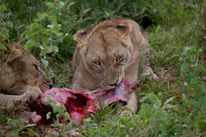 Pozzi, Marco: Lunch