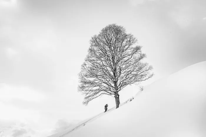 Jansen, Arne: Unter dem einsamen Baum