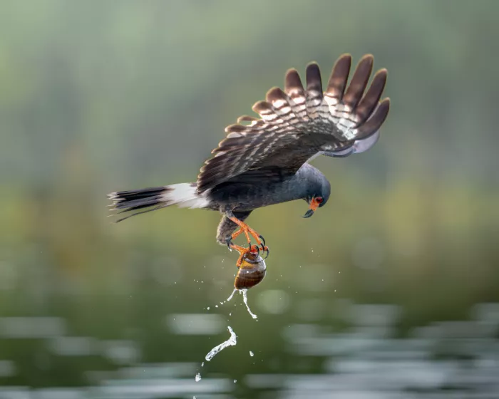 PEREZ, Lisandro: Snail kite