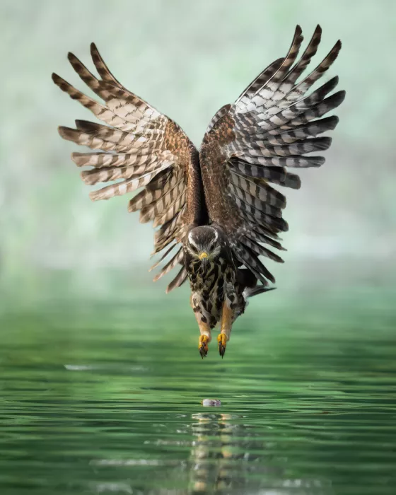 PEREZ, Lisandro: Snail kite