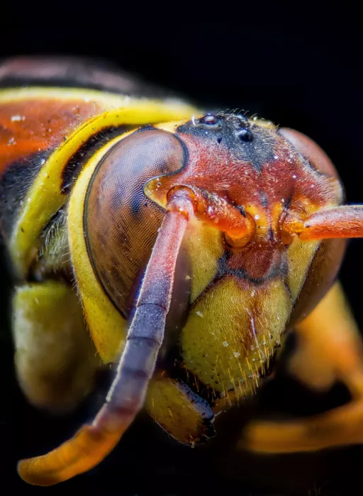 GuruShots: Avispa en Macro Primer Plano