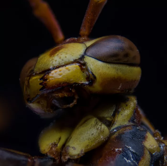 GuruShots: Perfil de avispa en macro