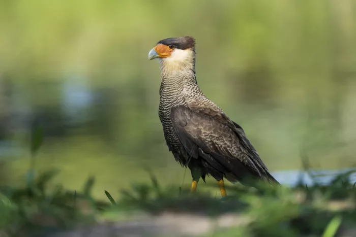 Curto, Jose: CARACARA