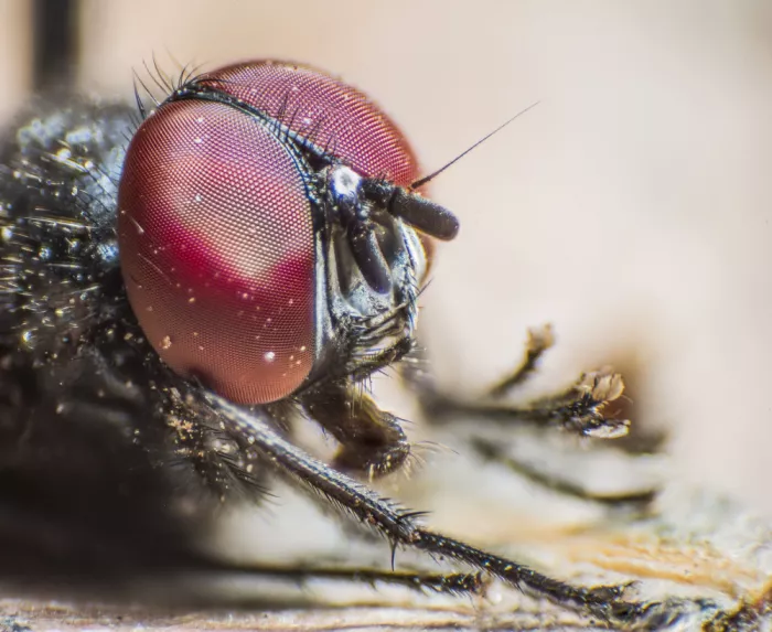 GuruShots: Mosca en macrofotografía