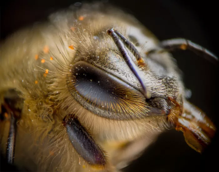 GuruShots: Macro de abeja con polen