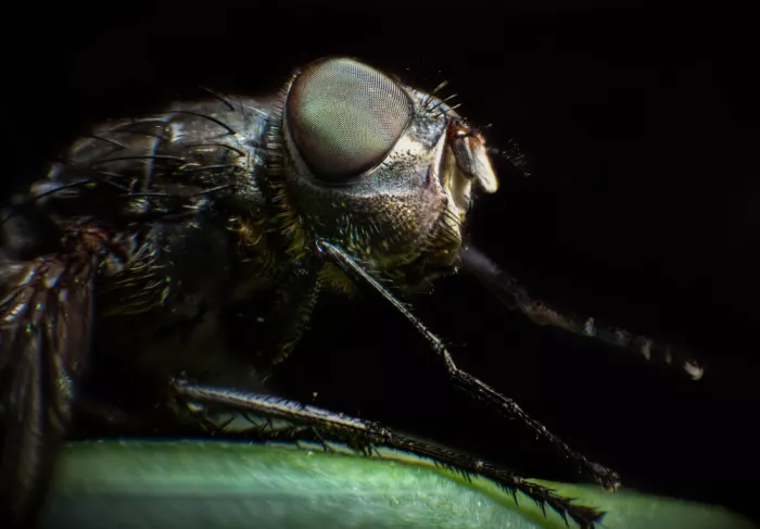 GuruShots: Mosca Macro Primer Plano Oscuro