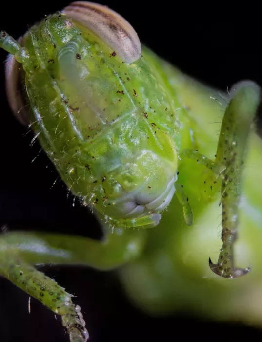 GuruShots: Macro de insecto verde