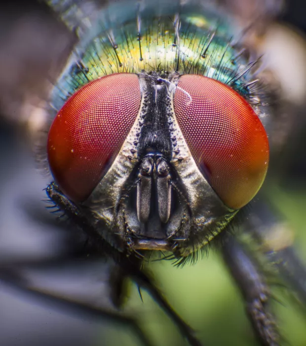 GuruShots: Makro tváře mouchy