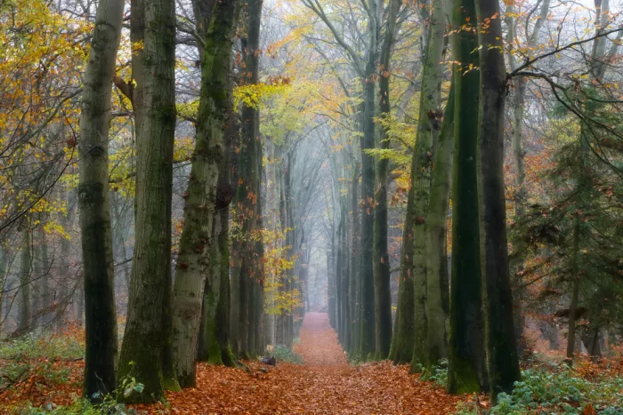 Lee, van Hilda: Forêt d