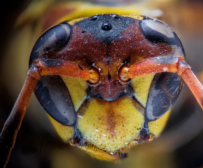 GuruShots: Macro Rostro de Avispa