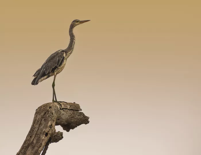 Domont, Jois: Black-headed HeronAve
