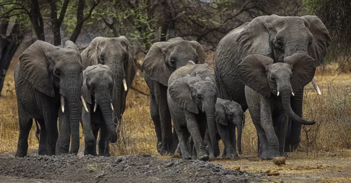 Domont, Jois: The family