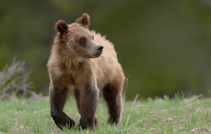 Qin, Xuemei: Gizzily bear in grand teton national park