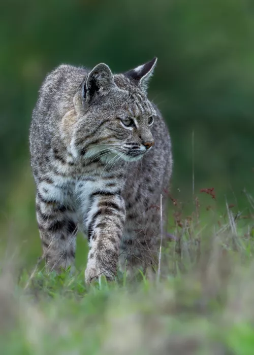 Wang, Victor: Lynx roux