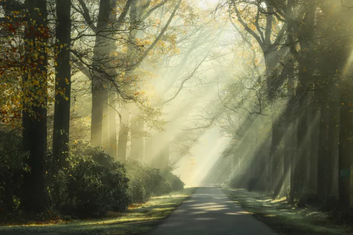 Lee, van Hilda: La Ruelle