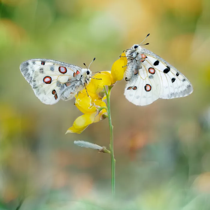 Barriuso, Carlos: Parnassius apollo