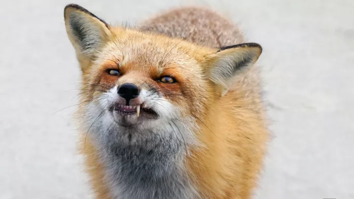 Luo, Dan: Smiling in Red Fur