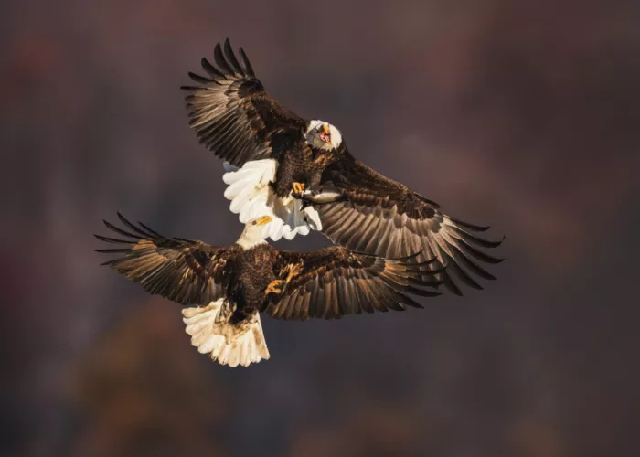 Gu, Zeren: Talons and Tension