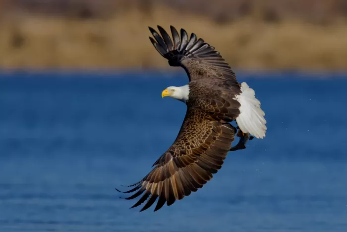 Lam, Gavin: Weißkopfseeadler