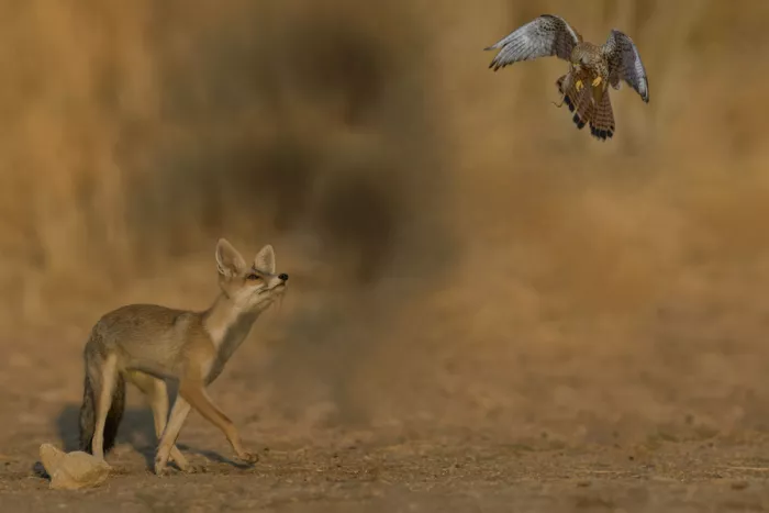 Manusevich, David: The Fox and the Falcon%