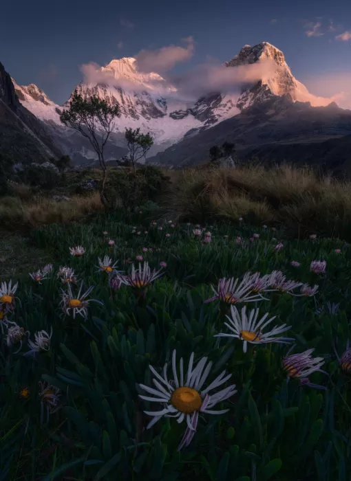 P., Ruiqing: Highland Blossoms