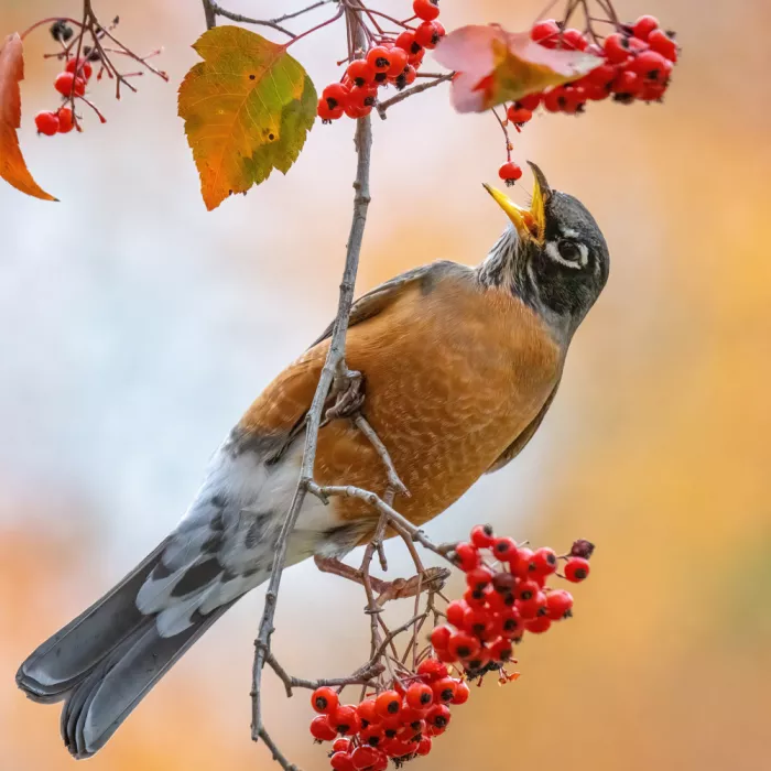 Lipinghu: A Berry in Sight
