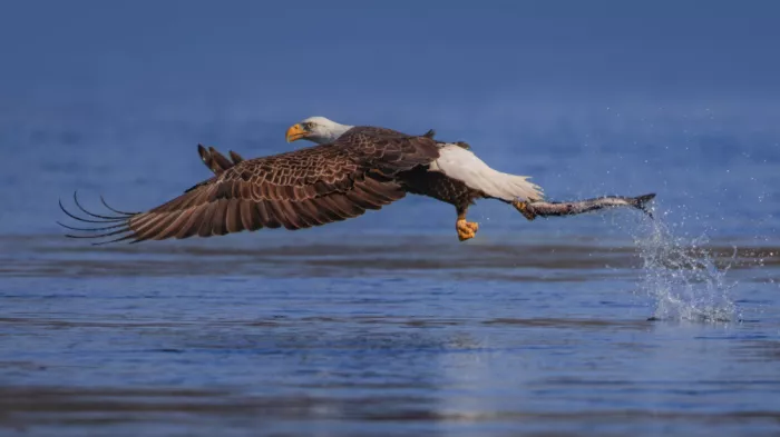 Gu, Zeren: Strike and Soar