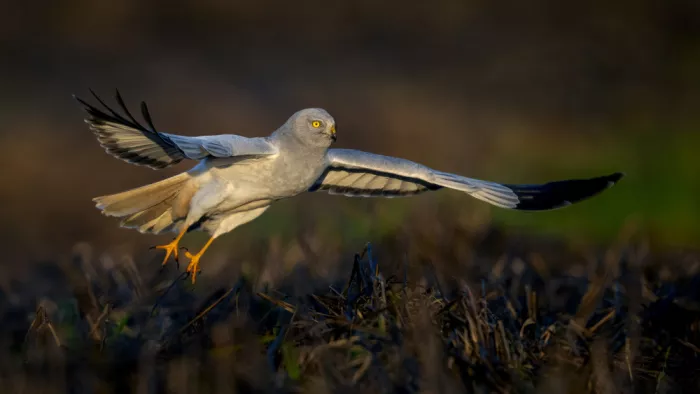 Helsen, Eddy: Hen harrier