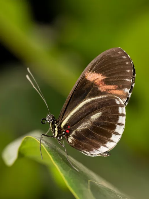 Kralik, Rostislav: Heliconius Erato