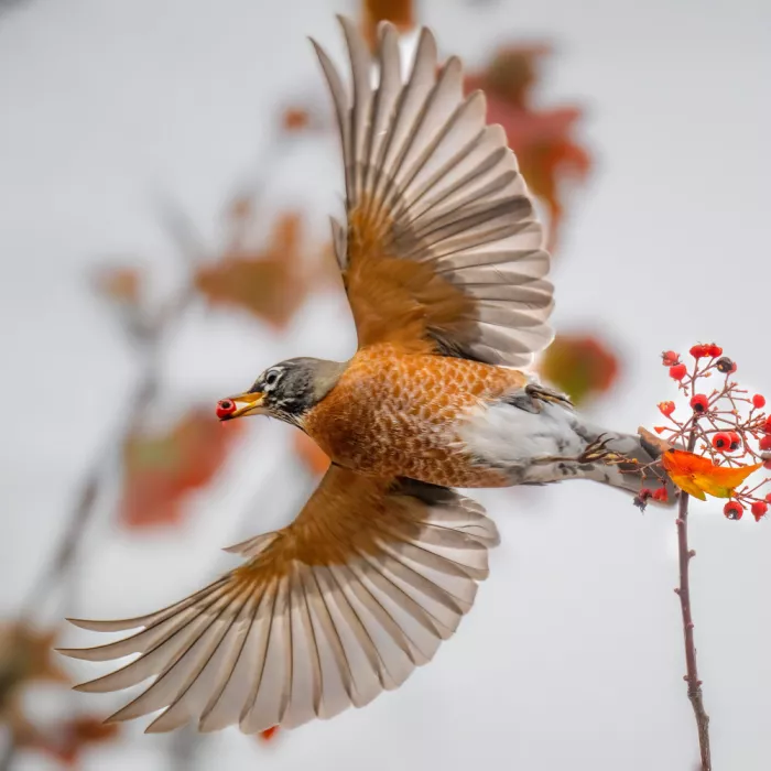 Lipinghu: Lift-off with a Berry