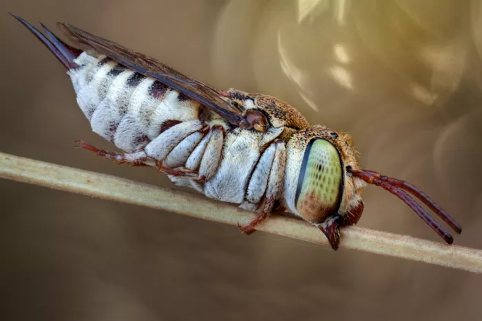Karlinsky, Miron: Coelioxys acanthura (Ape cuculo)