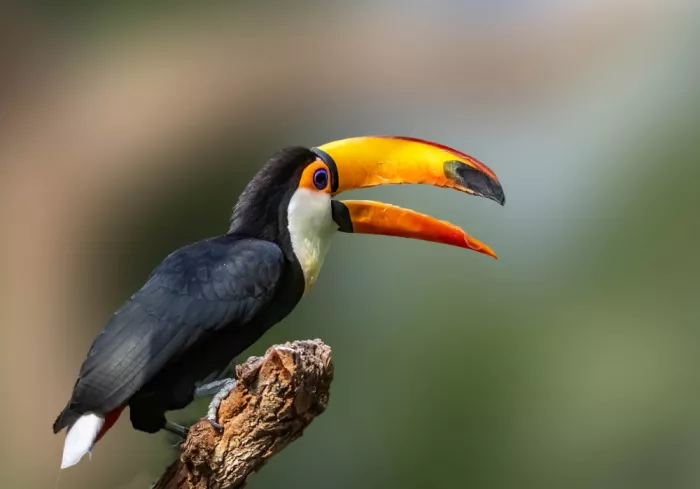 Yan, Songhu: Toco toucan (Ramphastos toco)