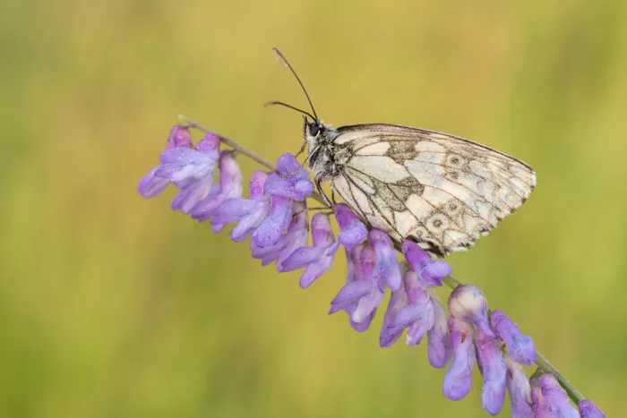 Kralik, Rostislav: Běláska mramorovaná (Melanargia galathea)