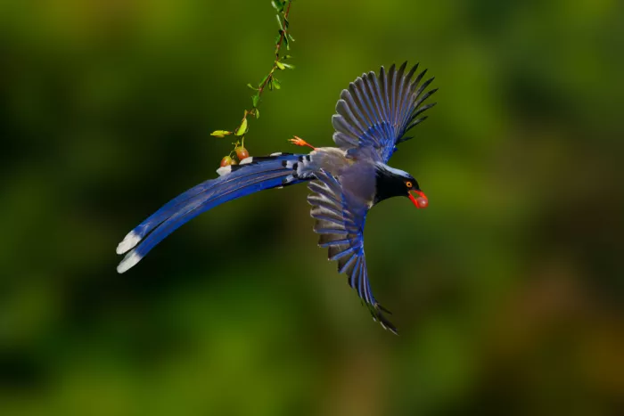 He, Mike: Red-billed Blue Magpie