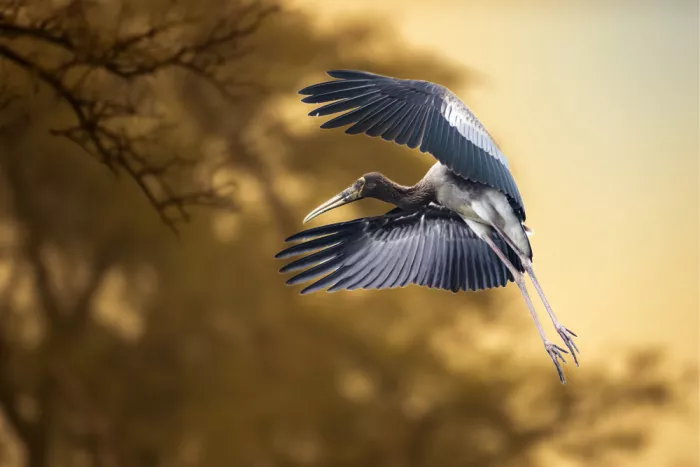 Rastogi, Kumar Lokesh: Dancing With The Wings
