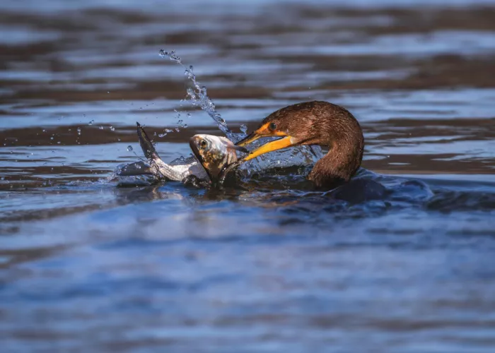 Gu, Zeren: Cormorant Seizing Prey