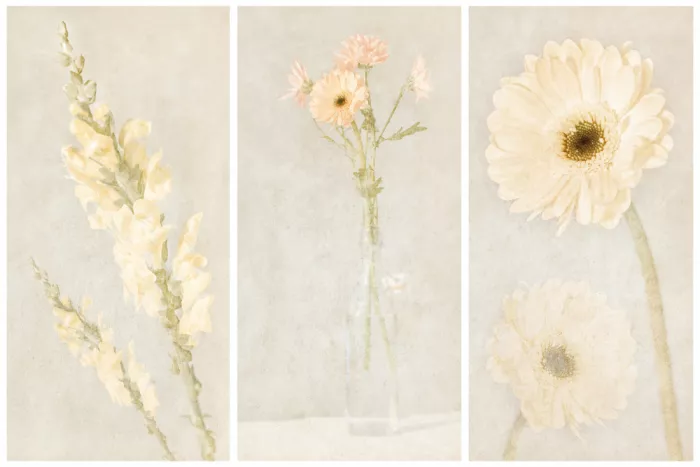Davidsson, Gustav: Tritycha Gerbera III