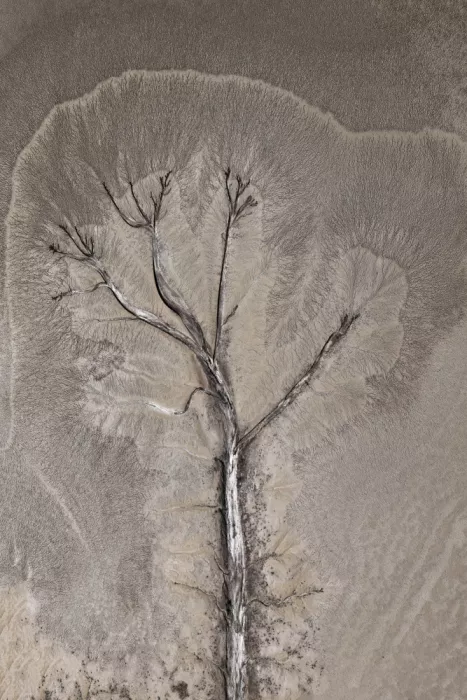 Wolbers, Louise: Mud Flat Tree