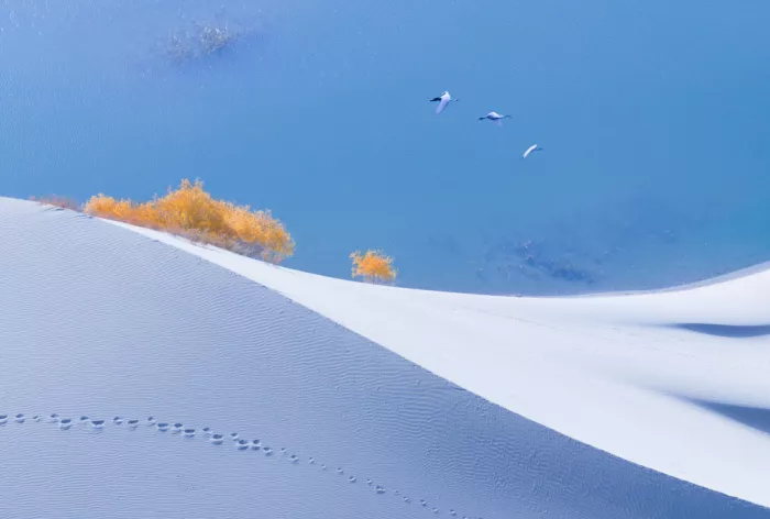 Zhang, Dennis: Wings over the Silent Dune
