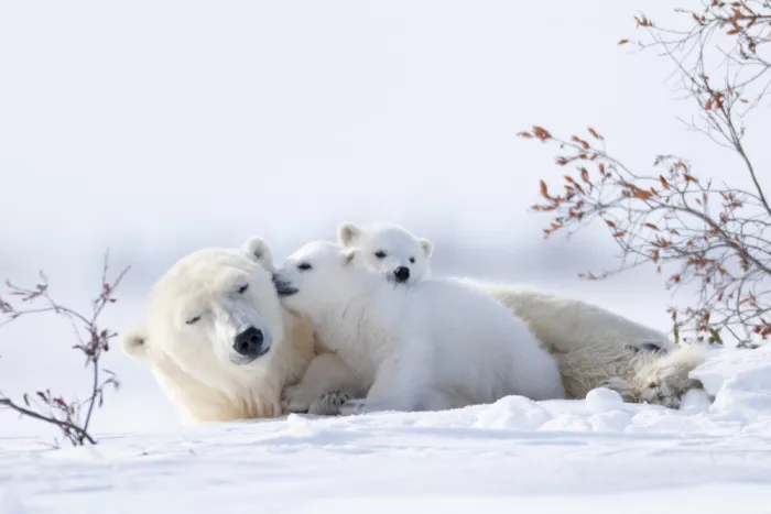 Qin, Xuemei: Tender Love in the Arctic