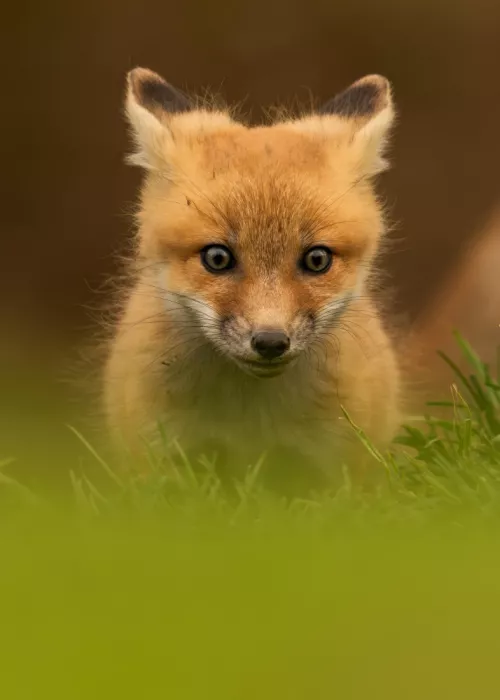 Wang, Victor: A Baby Red Fox in Full Concentration