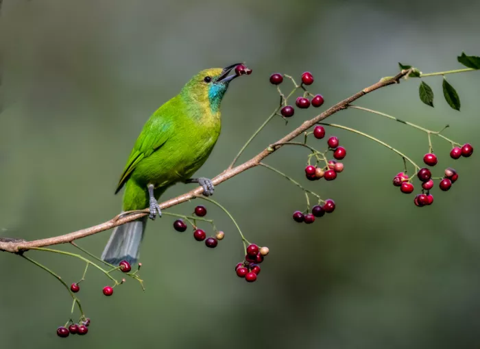 Procaccia, Itamar: Female Leaf Bird