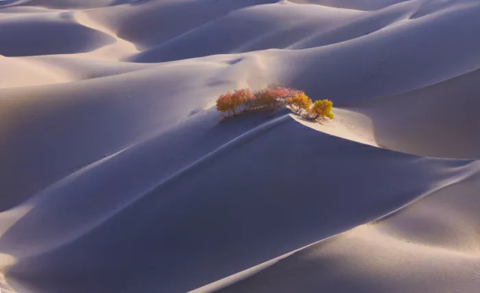 Zhang, Dennis: Echoes of the Dunes