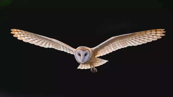 Qin, Xuemei: America Barn Owl